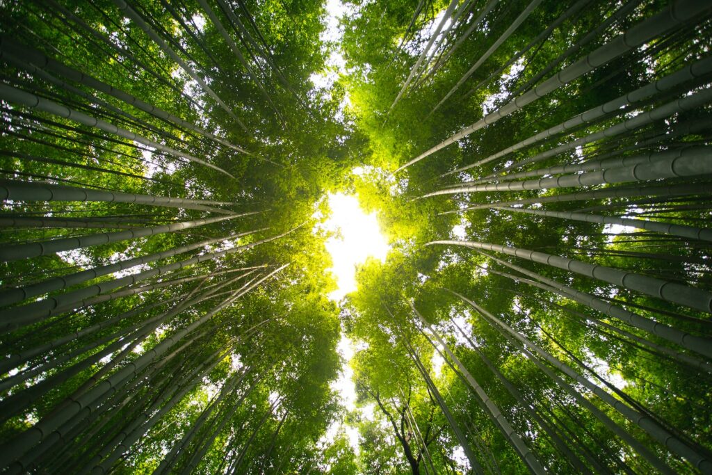 a view of the top of a bamboo tree